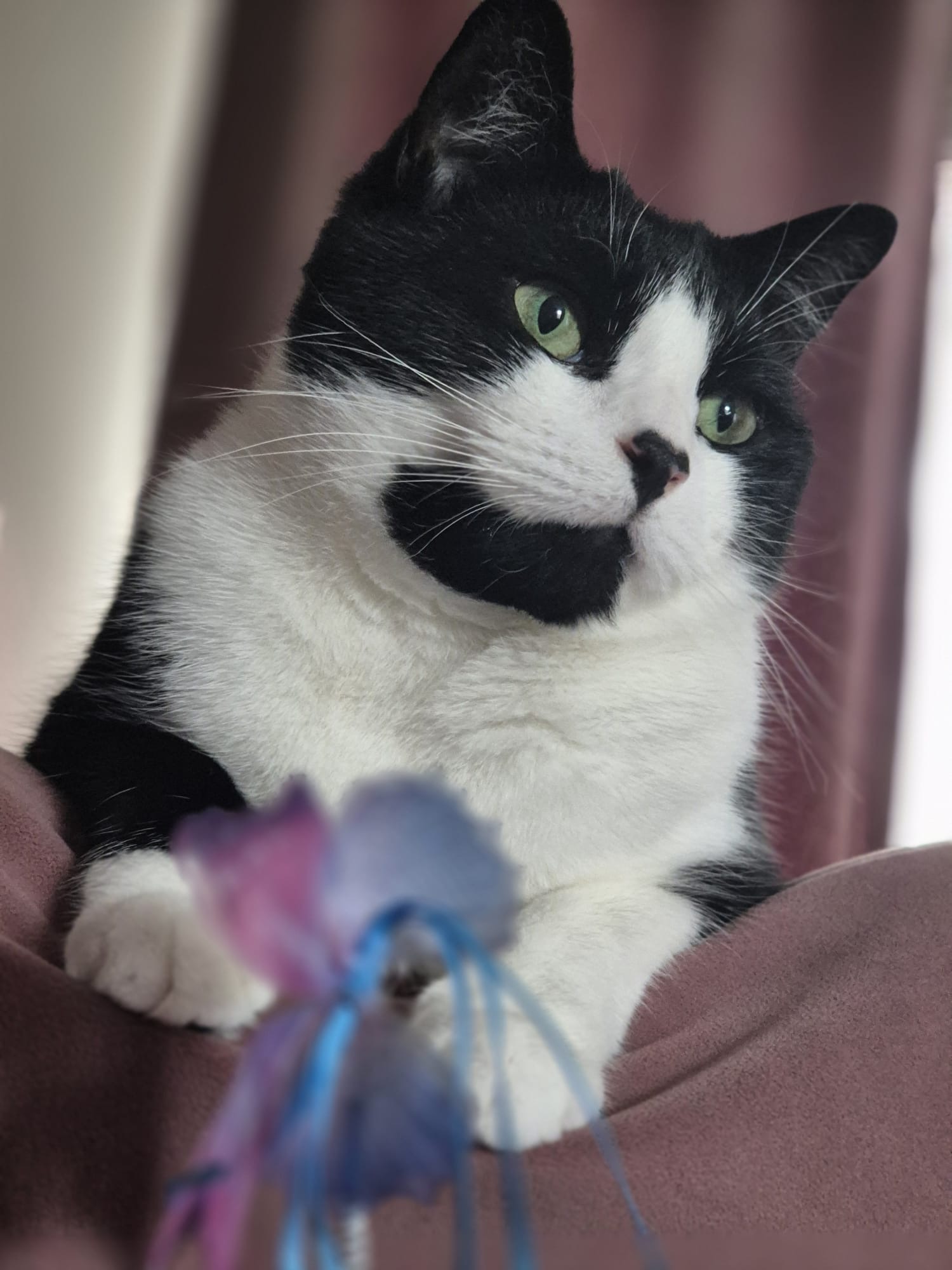 Your pet's photo
